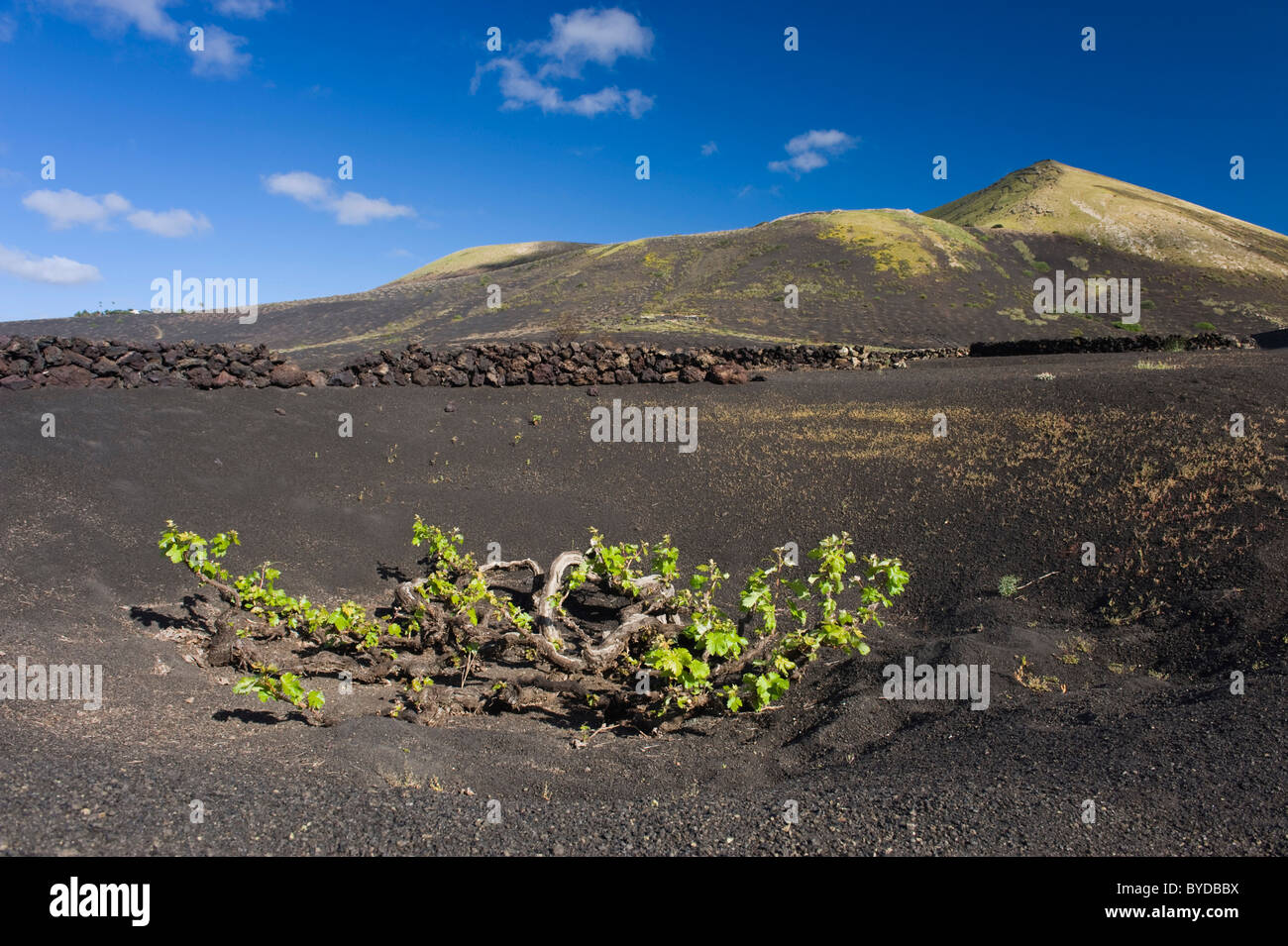 La viticoltura, aride agricoltura sulla lava, paesaggio vulcanico presso La Geria, Lanzarote, Isole Canarie, Spagna, Europa Foto Stock