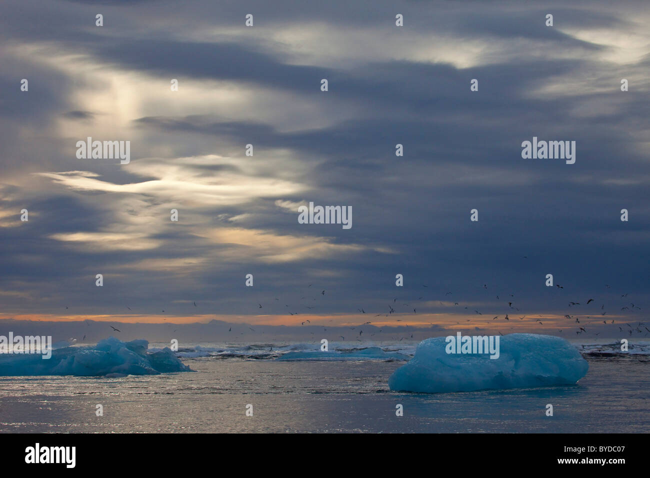 Iceberg galleggianti in mare e battenti gabbiani ad Alba, Islanda, Europa Foto Stock