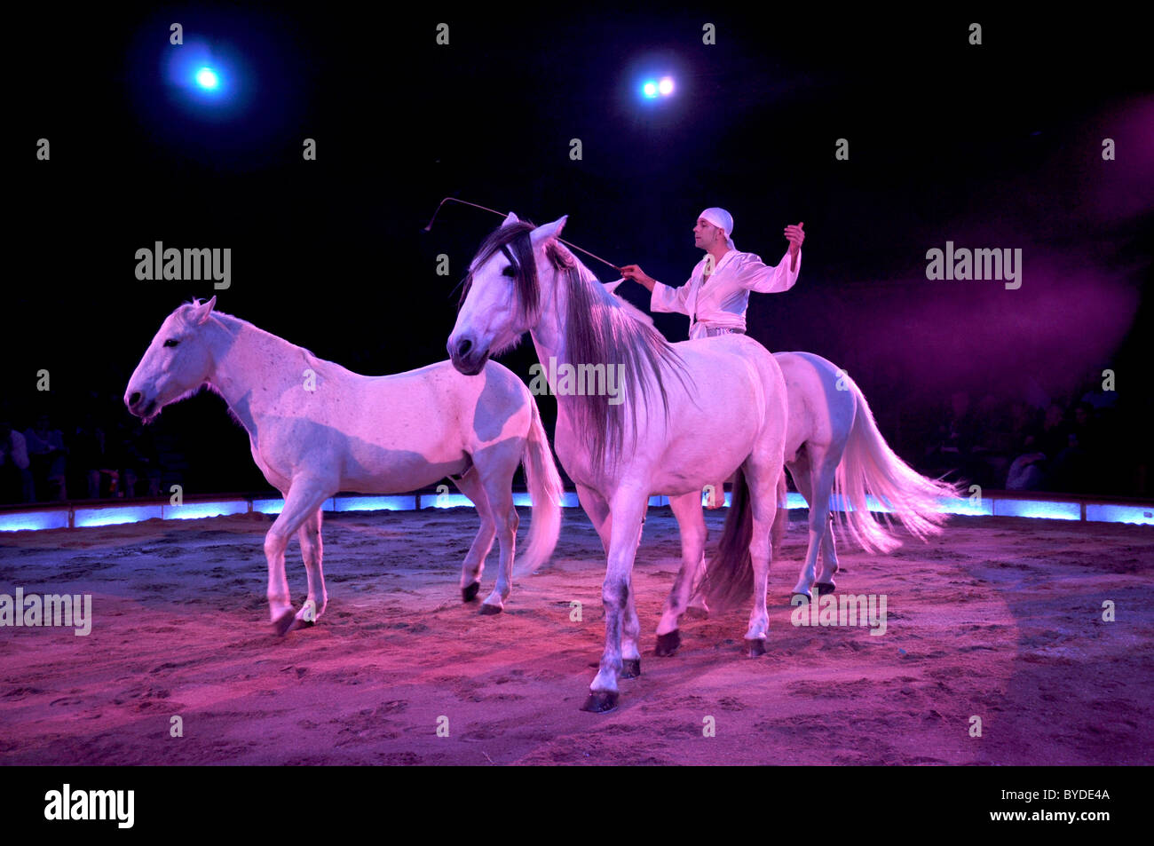 Cavalli dressage, Alex Giona dei fratelli Giona con bianco stalloni Arabi, circo Krone, Monaco di Baviera, Germania, Europa Foto Stock