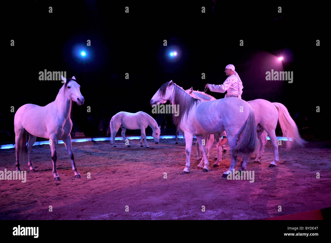 Cavalli dressage, Alex Giona dei fratelli Giona con bianco stalloni Arabi, circo Krone, Monaco di Baviera, Germania, Europa Foto Stock
