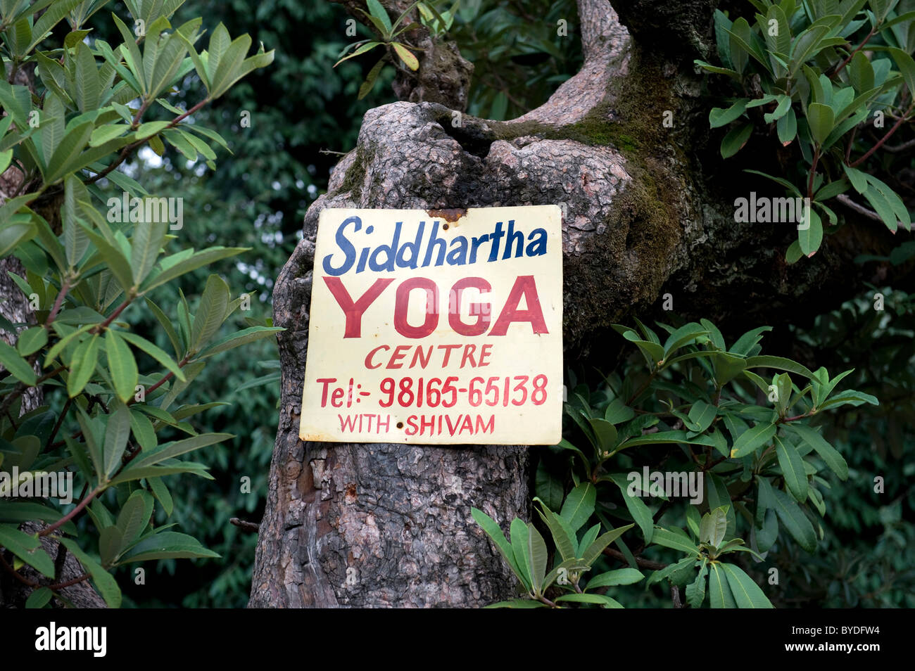 Segno su un albero, Siddharta Centro Yoga, Dharamkot, McLeod Ganj Dharamsala, Dharamshala, distretto di Kangra, Himachal Pradesh Foto Stock Segno su un albero, Siddharta Centro Yoga, Dharamkot, McLeod Ganj Dharamsala, Dharamshala, distretto di Kangra, Himachal Pradesh Foto Stock