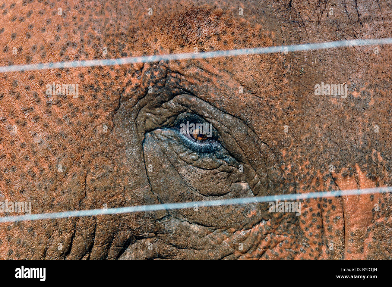 Occhio di un elefante indiano Foto Stock