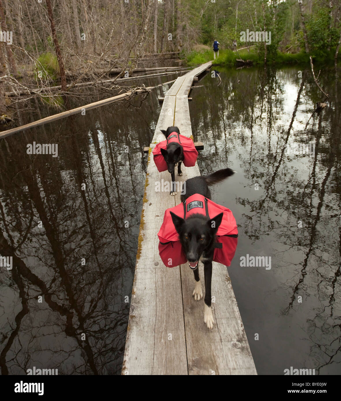 Pack cani, slitte trainate da cani, Alaskan Huskies, trasporto pacchi di cane, zaini, passerella in legno, palude, Chilkoot Trail, Chilkoot Pass Foto Stock