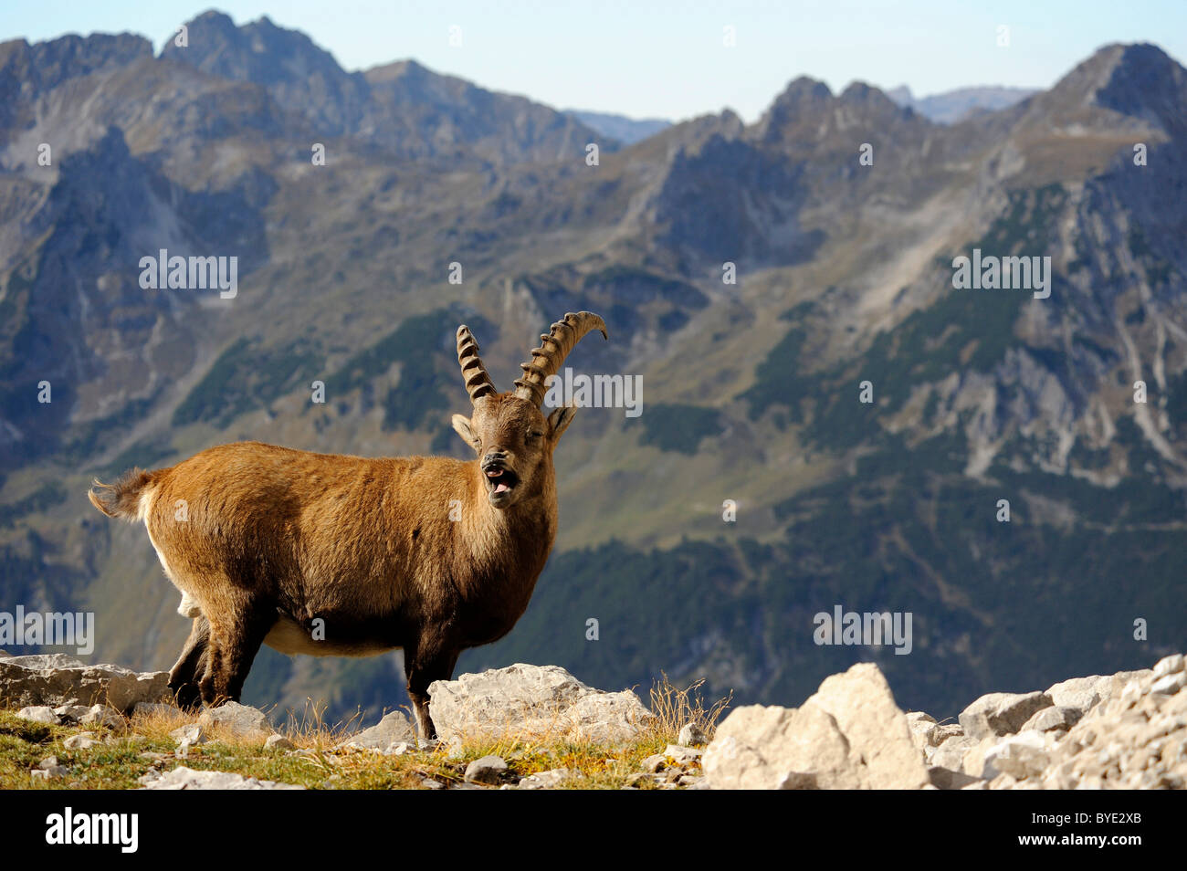 Stambecco delle Alpi (Capra ibex) davanti a sfondo di montagne, Allgaeu Alpi, valle Kleinwalsertal, Vorarlberg, Austria, Europa Foto Stock