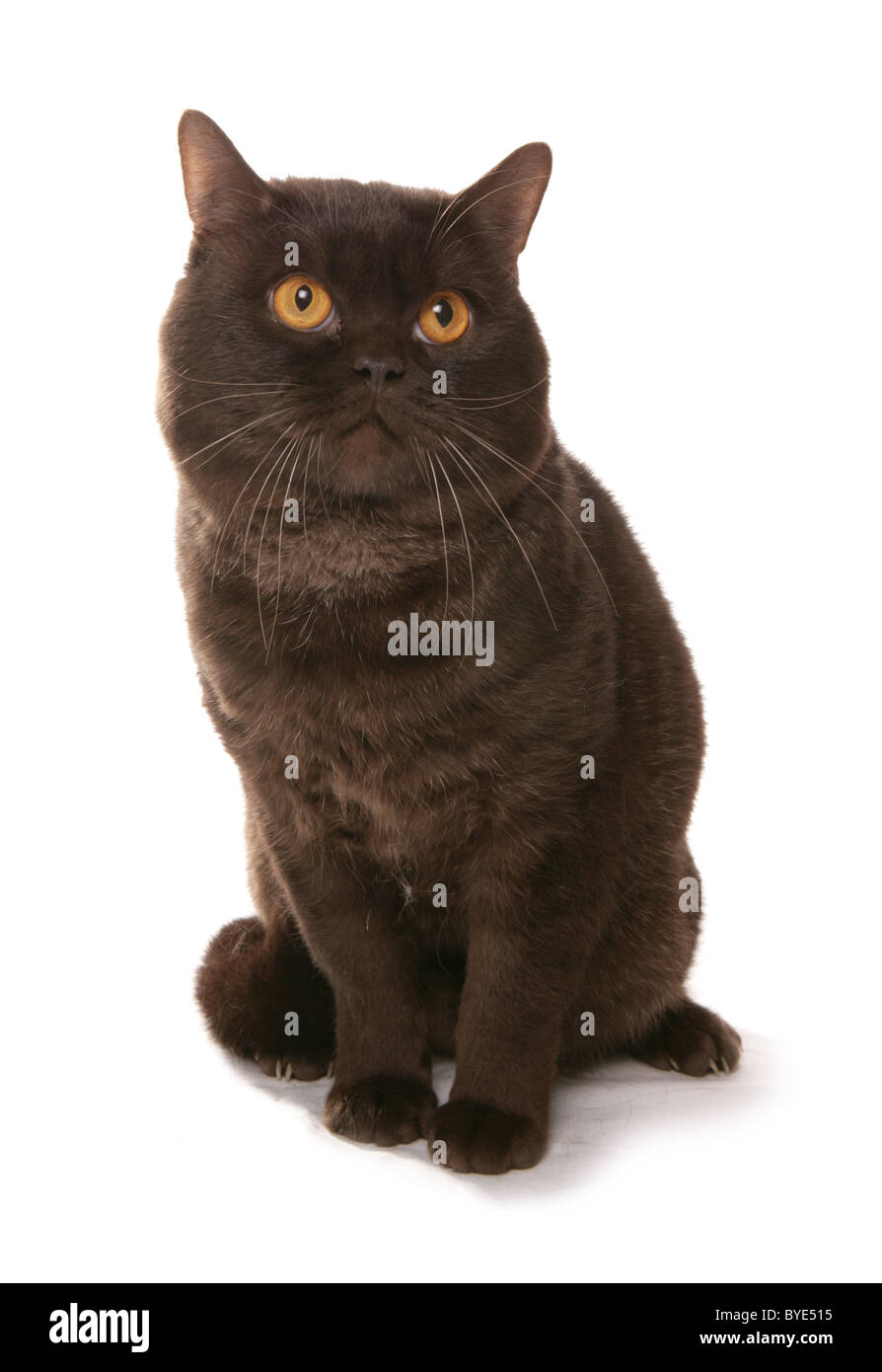 Il cioccolato British Shorthair Cat seduta Studio Foto Stock
