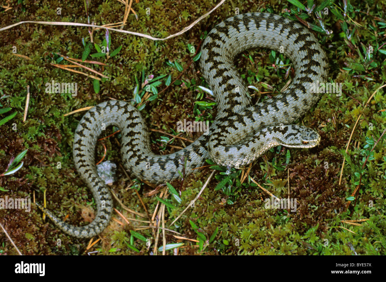 Il sommatore (Vipera berus), maschio dopo moulting, nel bog Foto Stock