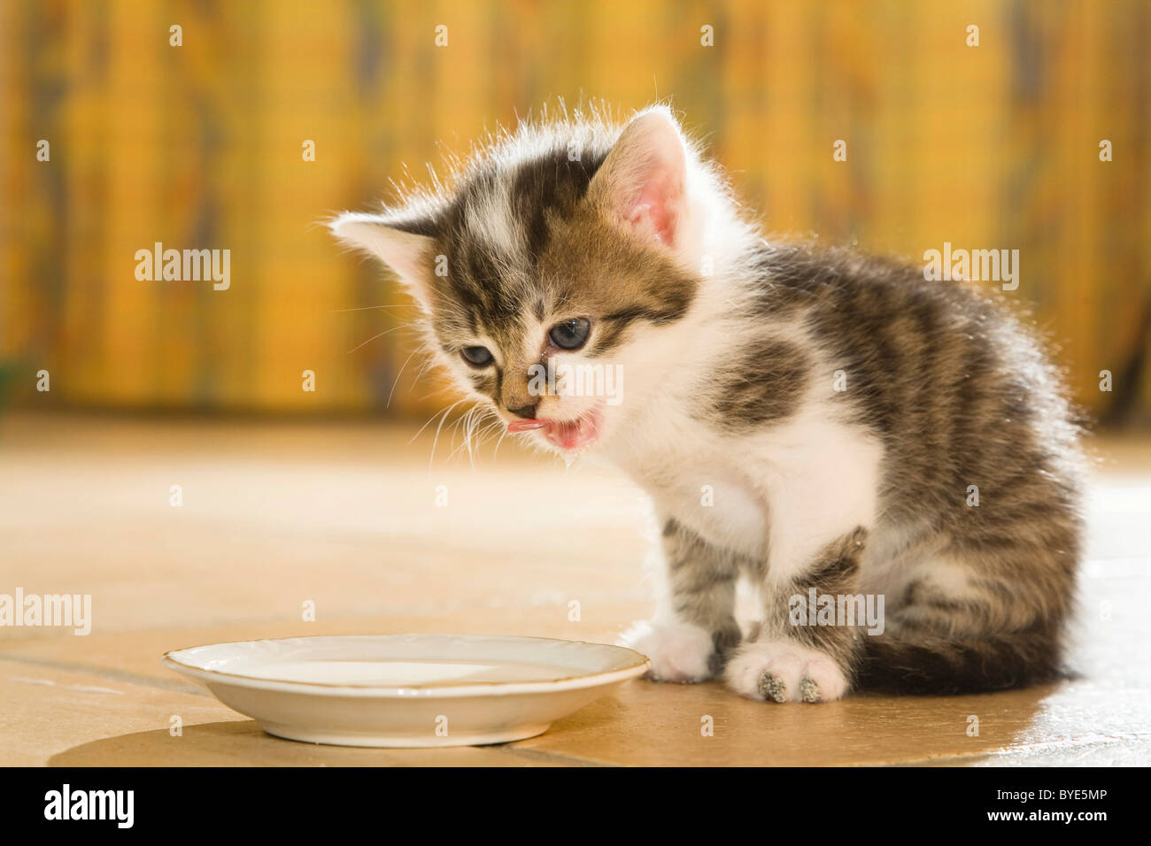 Gattino a bere il latte da un piattino Foto Stock