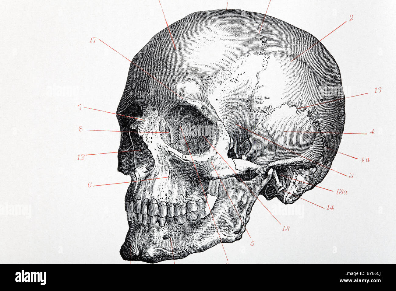 Cranio umano con i numeri di indice, libro storico illustrazione, acciaio incisione, Brockhaus Konversationslexikon Foto Stock