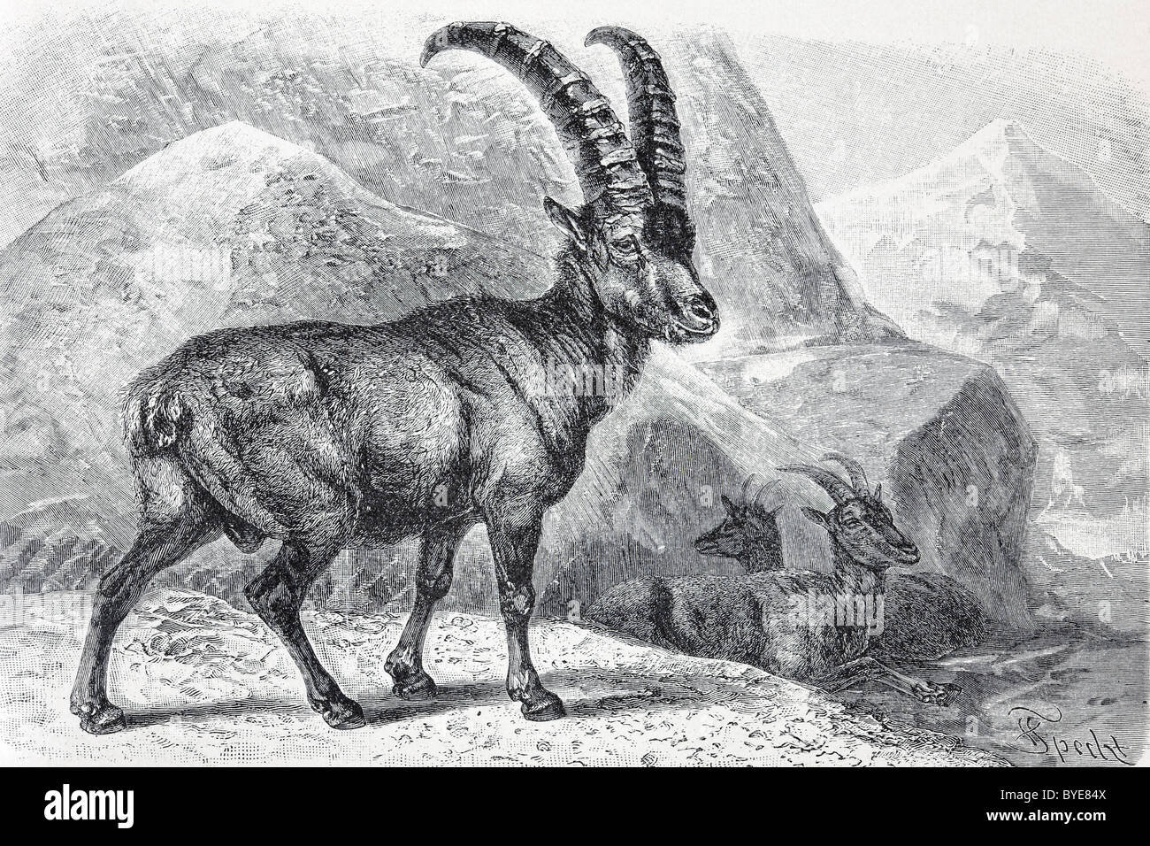 Stambecco delle Alpi (Capra ibex), libro storico illustrazione del XIX secolo, acciaio incisione, Brockhaus Konversationslexikon Foto Stock
