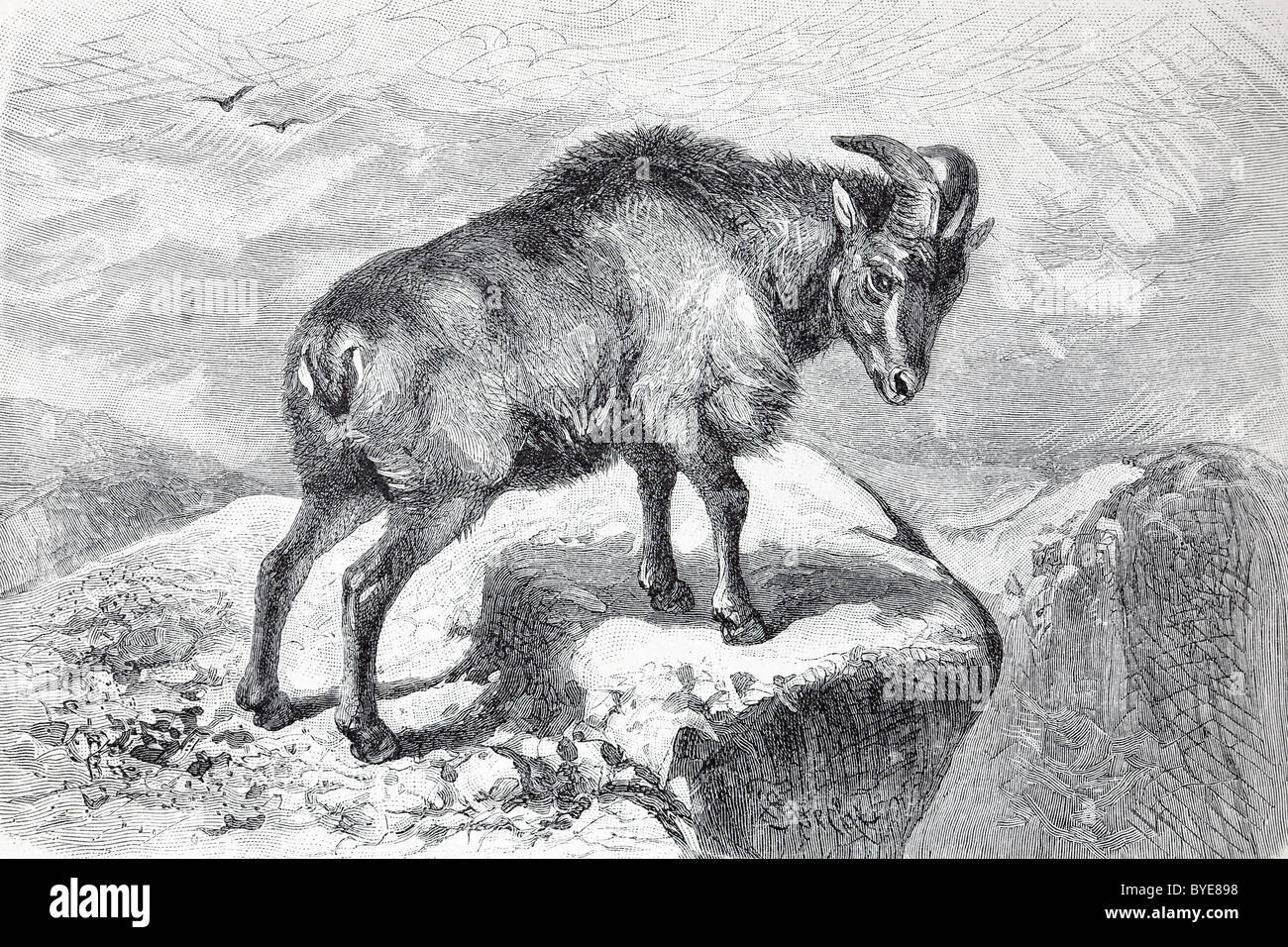 Thar (Capra bubalina), un Indiano capra, libro storico illustrazione del XIX secolo, incisione in acciaio Foto Stock