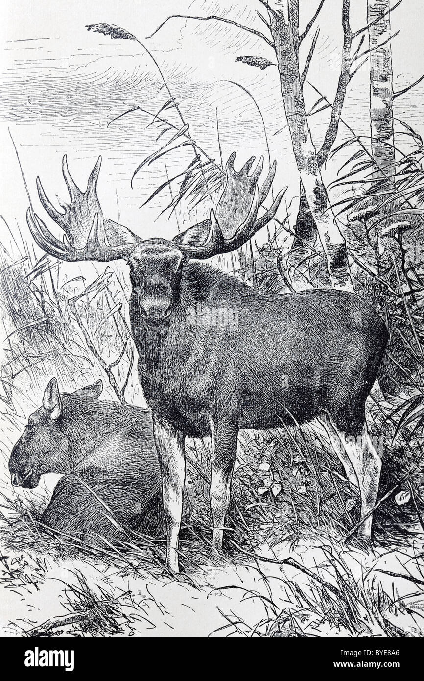 Alci o Elk (Cervus alces), libro storico illustrazione del XIX secolo, acciaio incisione, Brockhaus Konversationslexikon Foto Stock