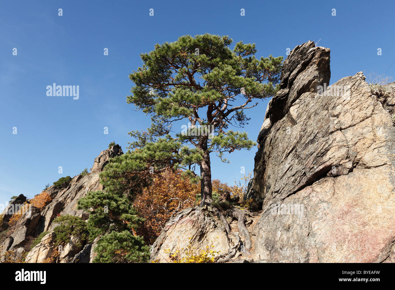 Albero di pino che cresce su una roccia, Vogelberg montagna vicino a Duernstein, valle di Wachau, regione Waldviertel, Austria Inferiore, Austria Foto Stock