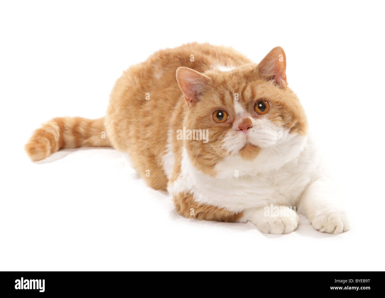 Il bianco e il rosso dei capelli corti Selkirk Rex Cat Studio di posa Foto Stock