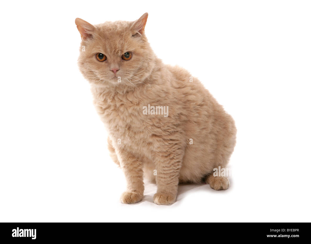 Crema per capelli corti Selkirk Rex Cat seduta Studio Foto Stock