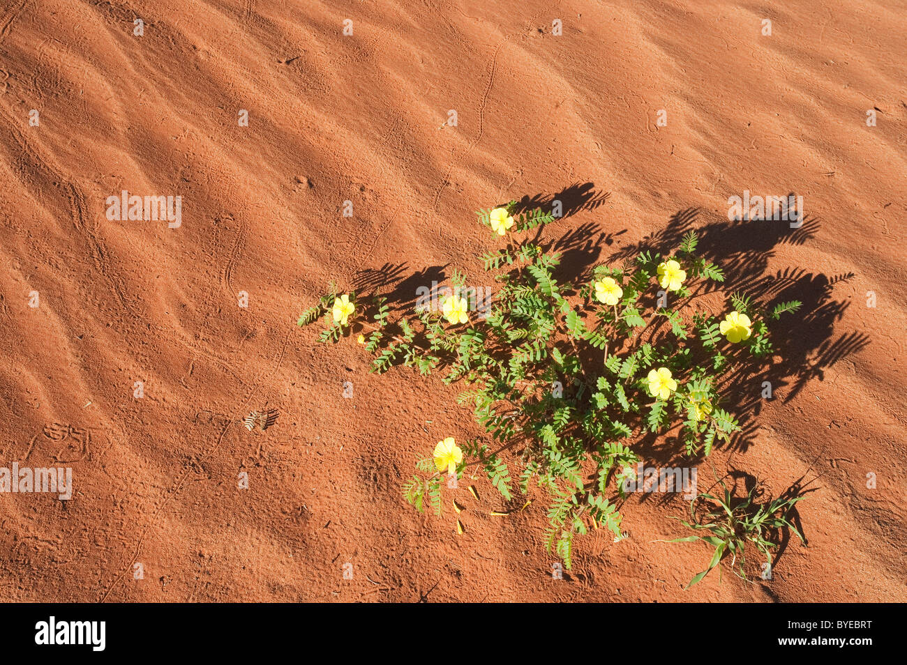 Devils Thorn (Tribulus zeyheri). Fioritura in corrispondenza di una duna di sabbia nel deserto del Namib durante la stagione delle piogge (Marzo). La Namibia. Foto Stock