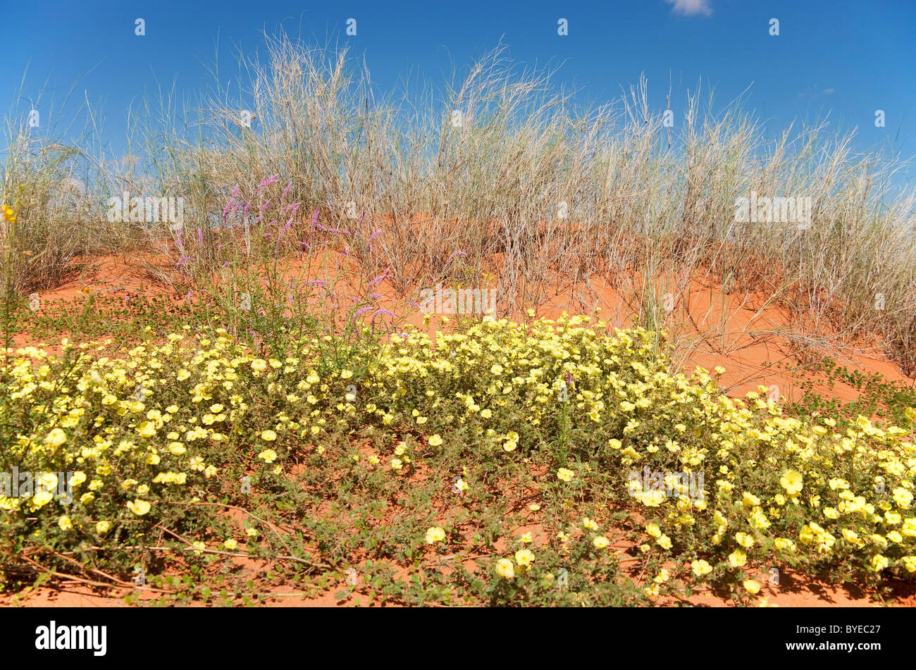 Diavoli annuale Thorn (Tribulus terrestris) fioritura su una duna di sabbia nel mese di marzo durante la stagione delle piogge. Deserto Kalahari Foto Stock