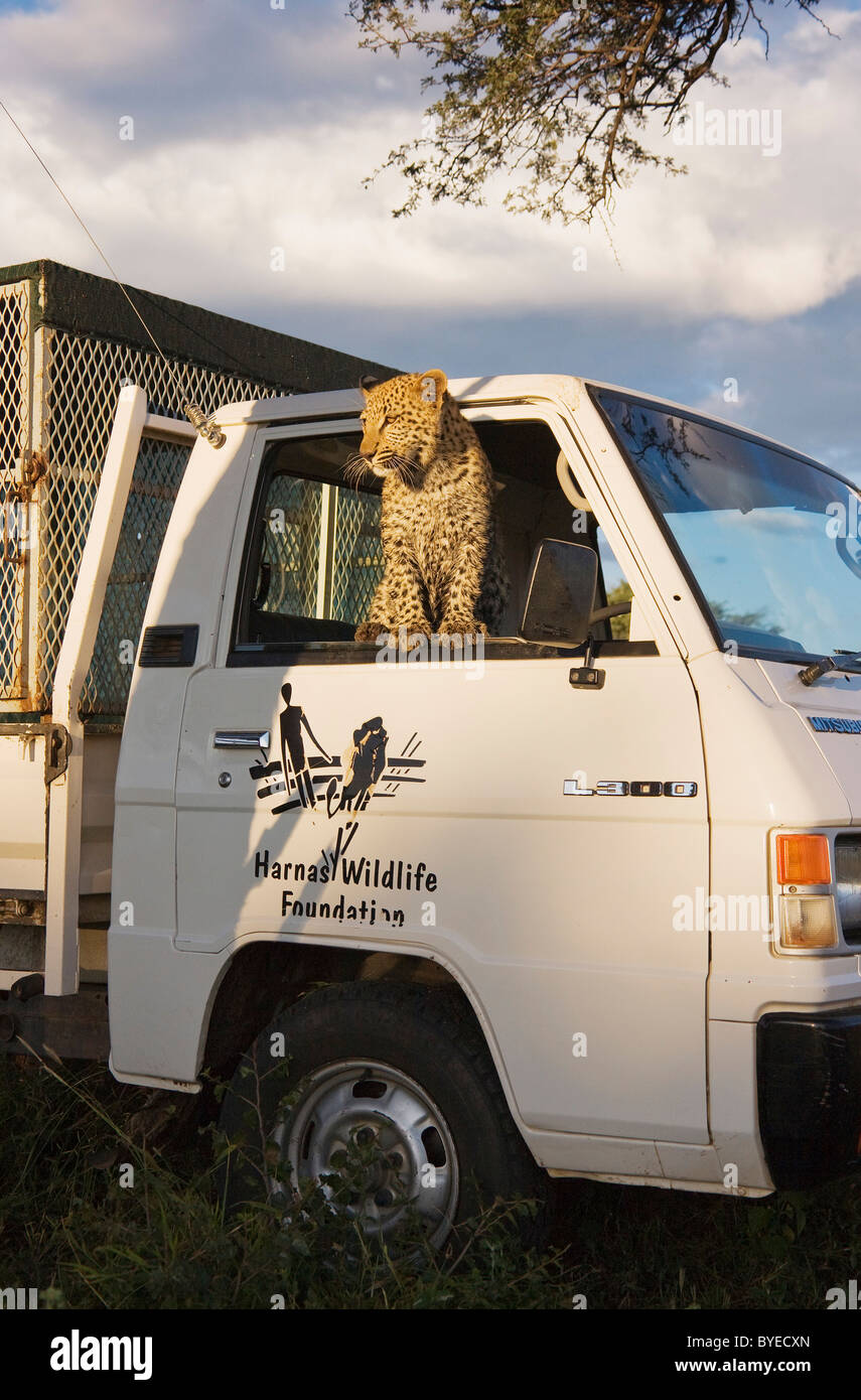 African Leopard (Panthera pardus). Giocoso, tame femmina subadult guardando fuori da un'auto. Harnas Wildlife Foundation, Namibia. Foto Stock