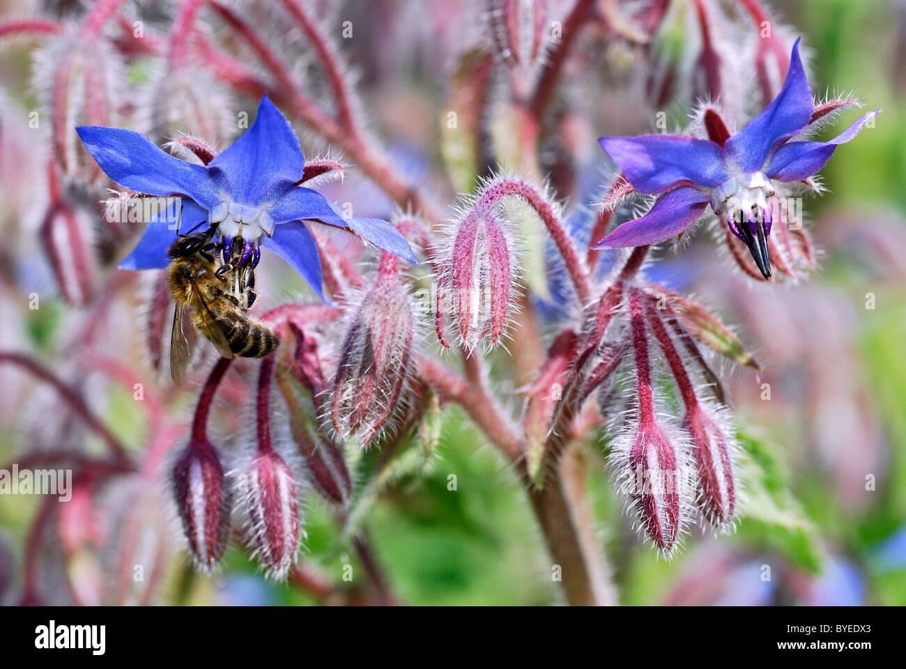 Primo piano Il miele delle api (Apis) alimentazione sul blu fiore di borragine (genere borragine) Foto Stock