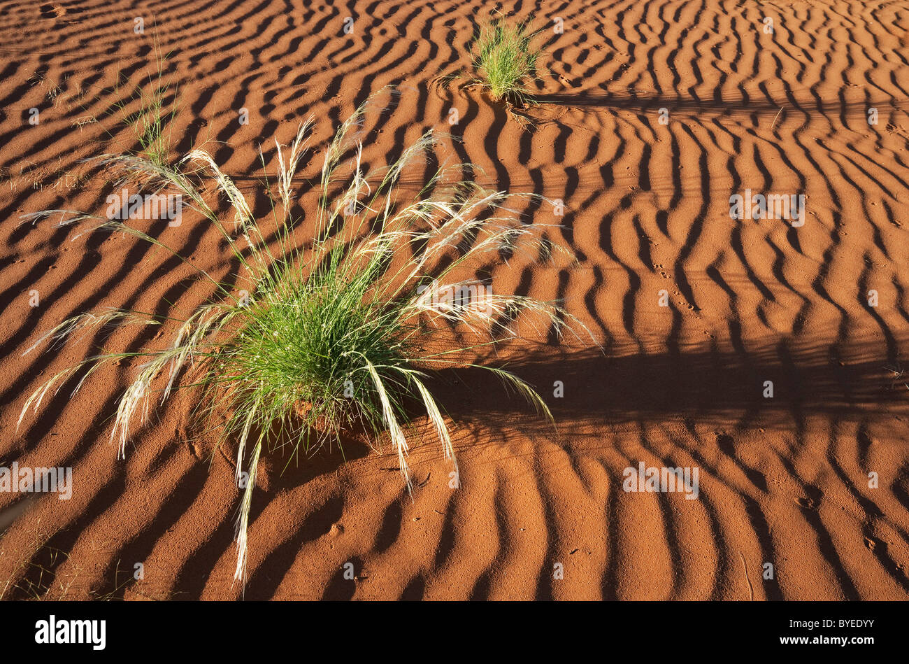 Amore spinoso di erba o di erba di struzzo (Cladoraphis spinosa) nel mese di marzo durante la stagione delle piogge tra le dune di sabbia del deserto del Namib. Foto Stock