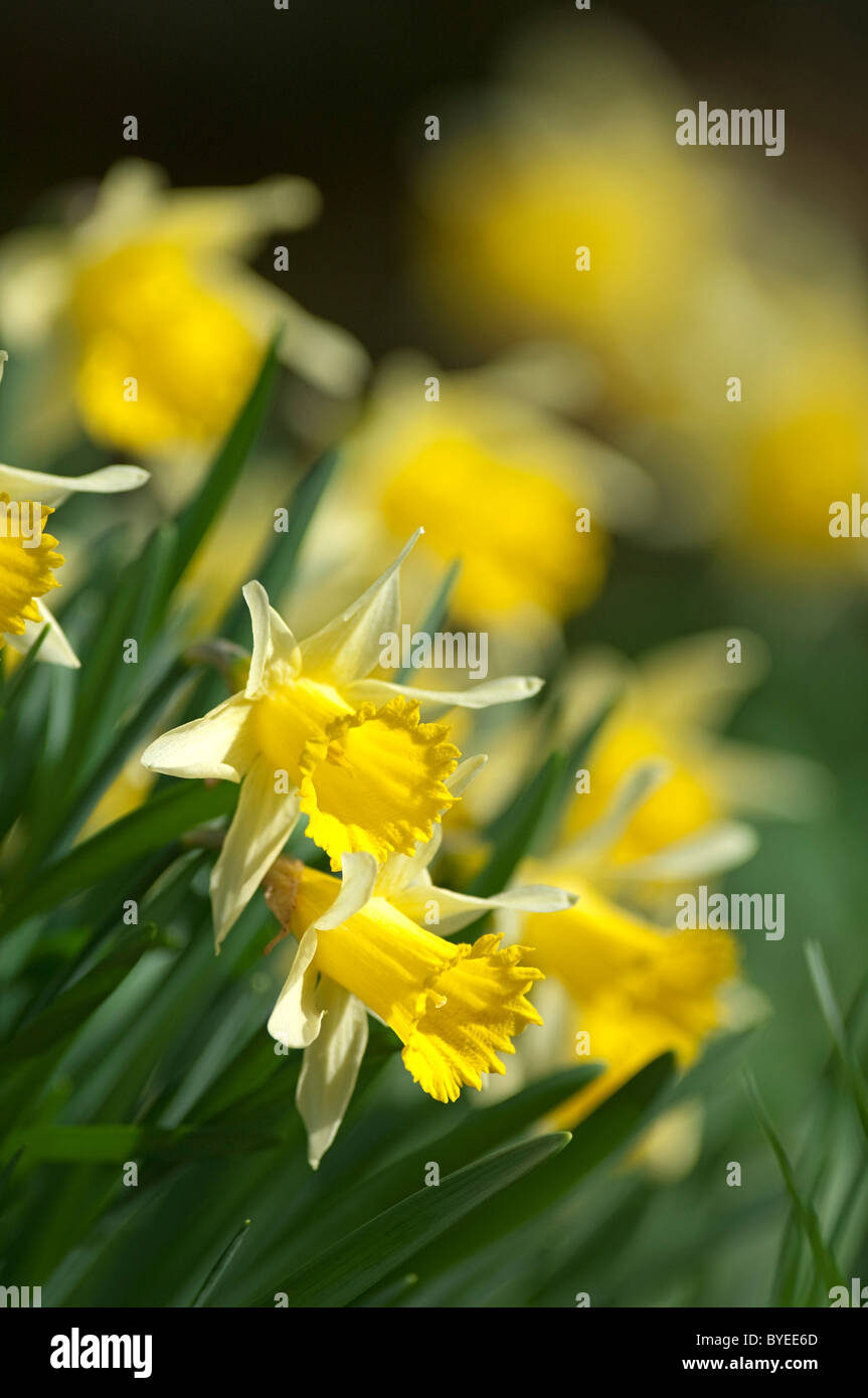 Wild Daffodil (Narcissus pseudonarcissus), fiori, Kent, Inghilterra, Marzo. Foto Stock