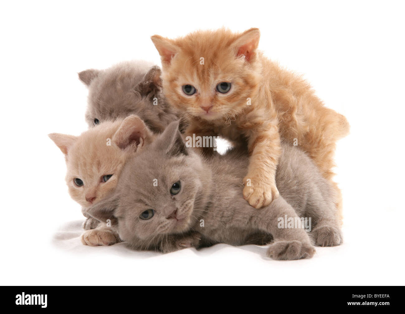 Selkirk Rex gattini gruppo abbraccio ritratto Studio Foto Stock