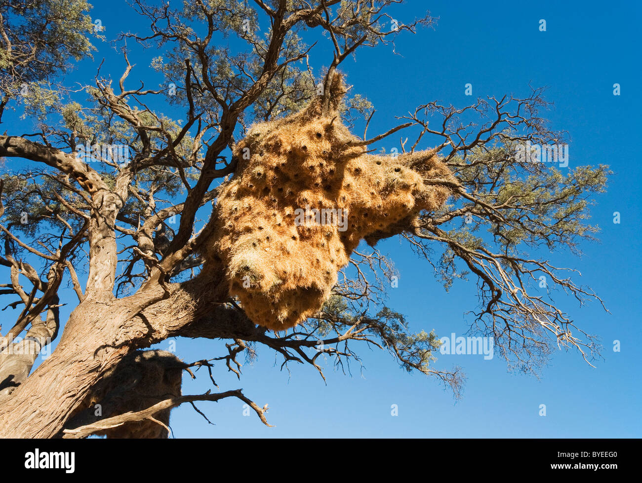 Enorme nido comunale di socievole tessitori (Philetairus socius) in una struttura ad albero Camelthorn (Acacia erioloba). Foto Stock