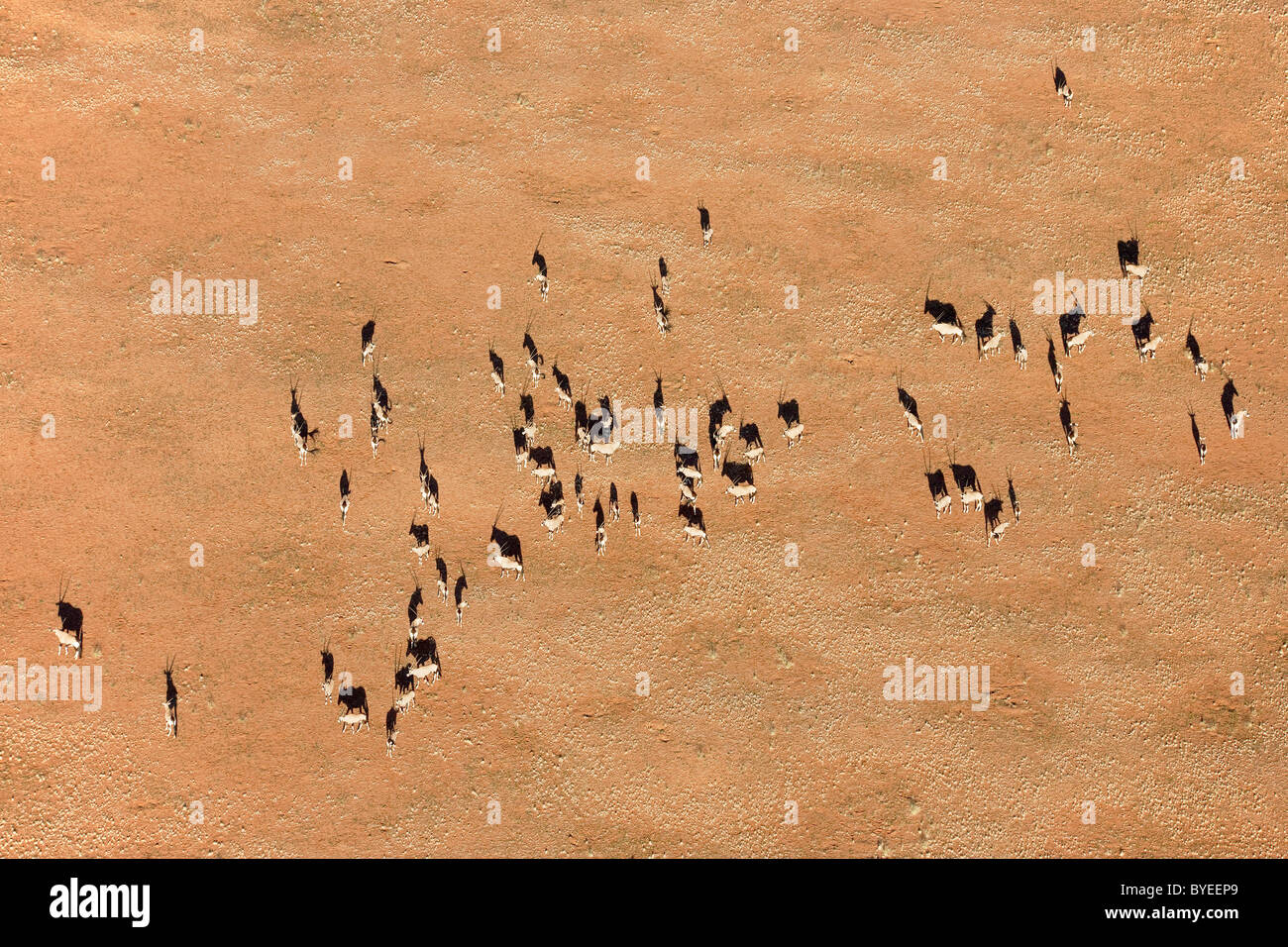 Gemsbok (Oryx gazella). Allevamento su una pianura sabbiosa in corrispondenza del bordo del Namib Desert. Vista aerea Foto Stock