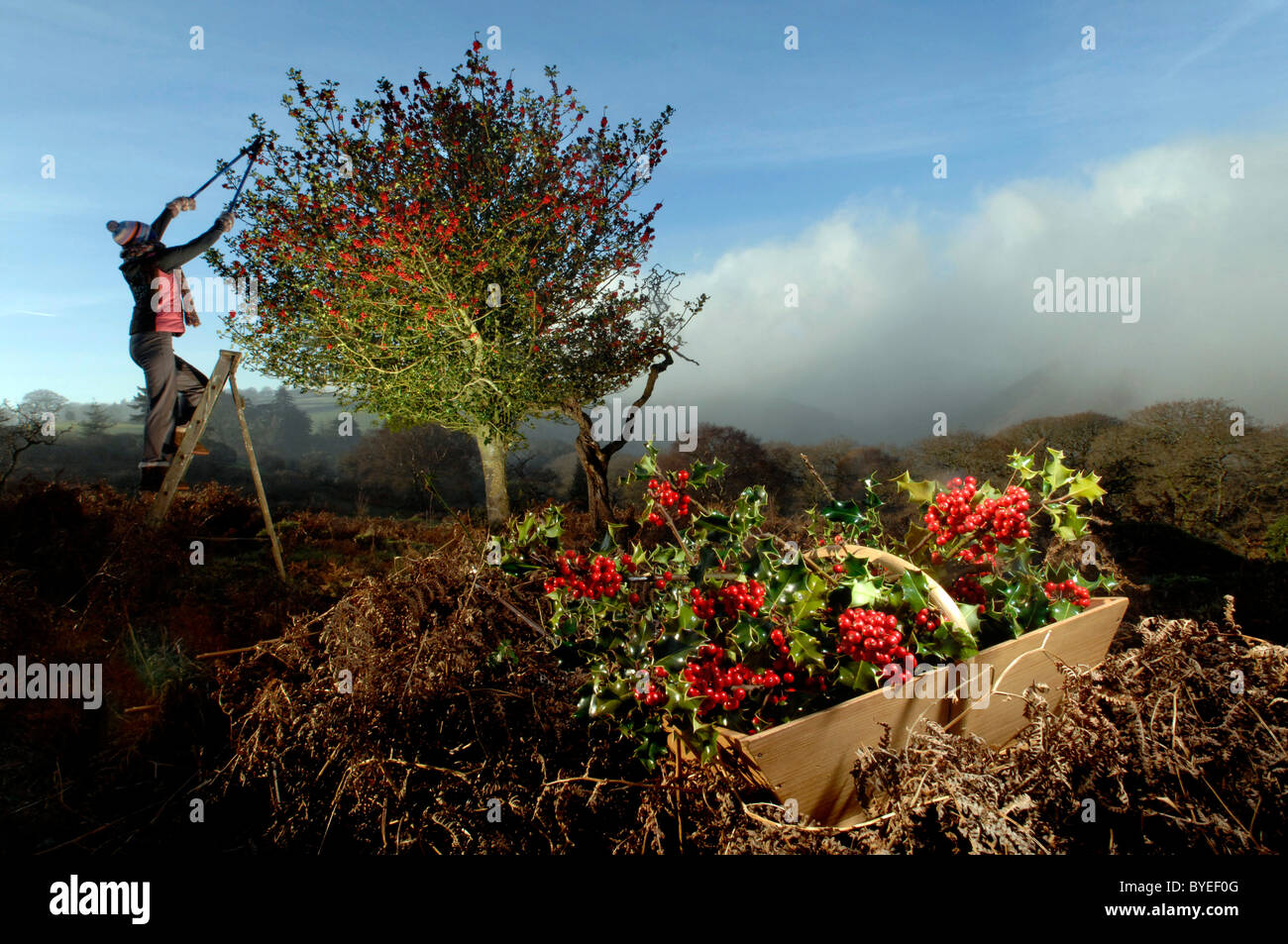 Una donna di raccolta a bacca rossa holly per decorazioni di Natale da un holly tree sul Exmoor Foto Stock