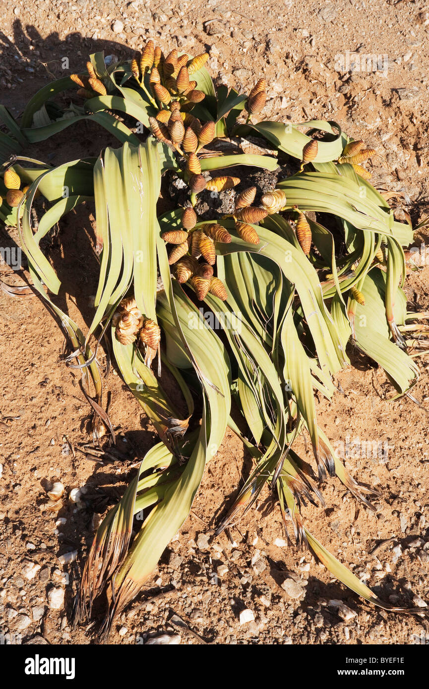 Welwitschia (Welwitschia mirabilis). Impianto di antiche origini e Namib endemiche. Vicino al fiume Kuiseb, Namibia Foto Stock