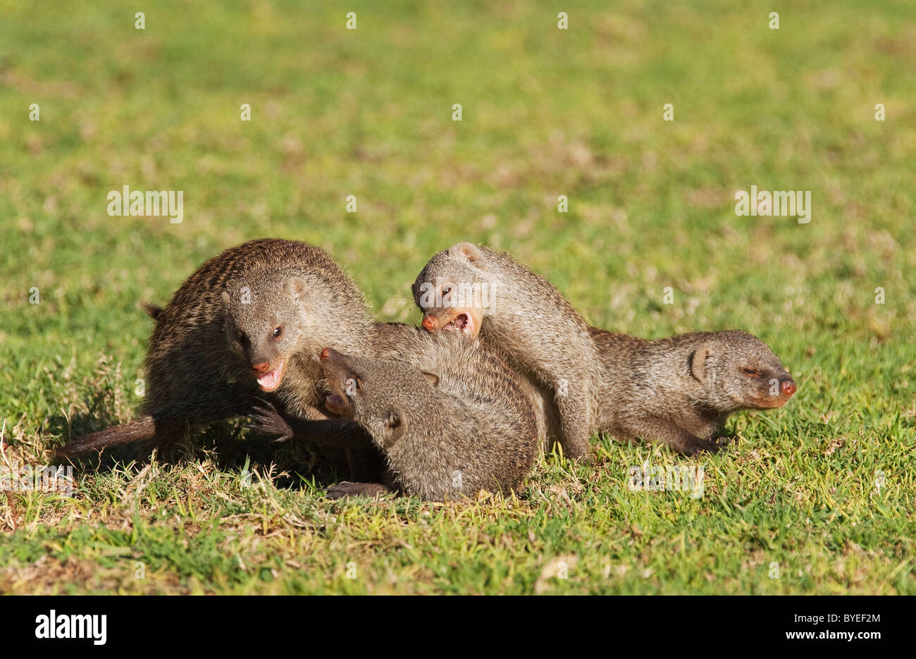 La Mangusta nastrati (Mungos mungo), riproduzione di gruppo. Harnas Wildlife Foundation, Namibia. Foto Stock