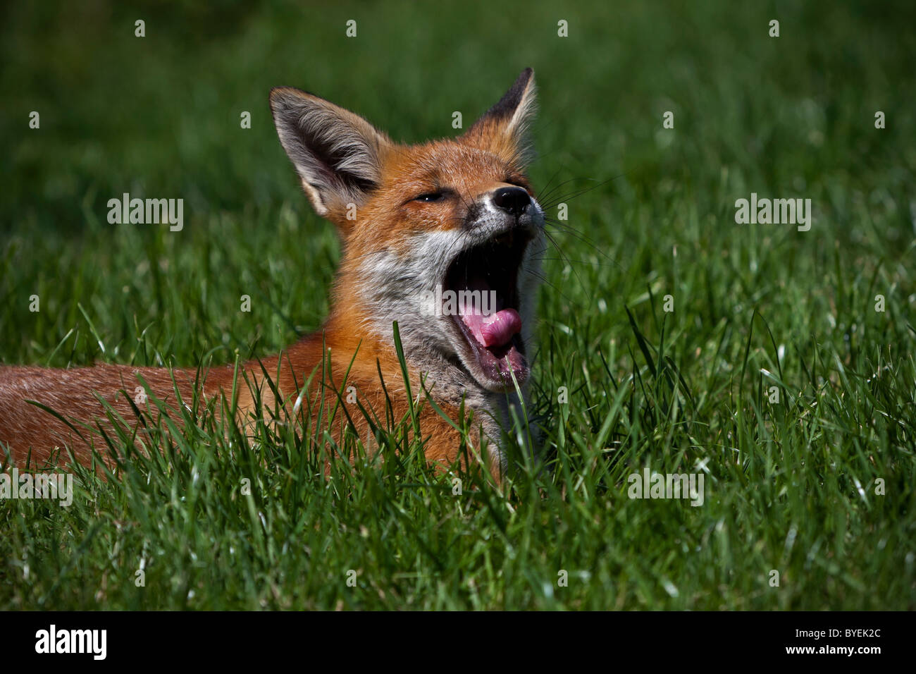 Red Fox Cub , sbadigli Foto Stock