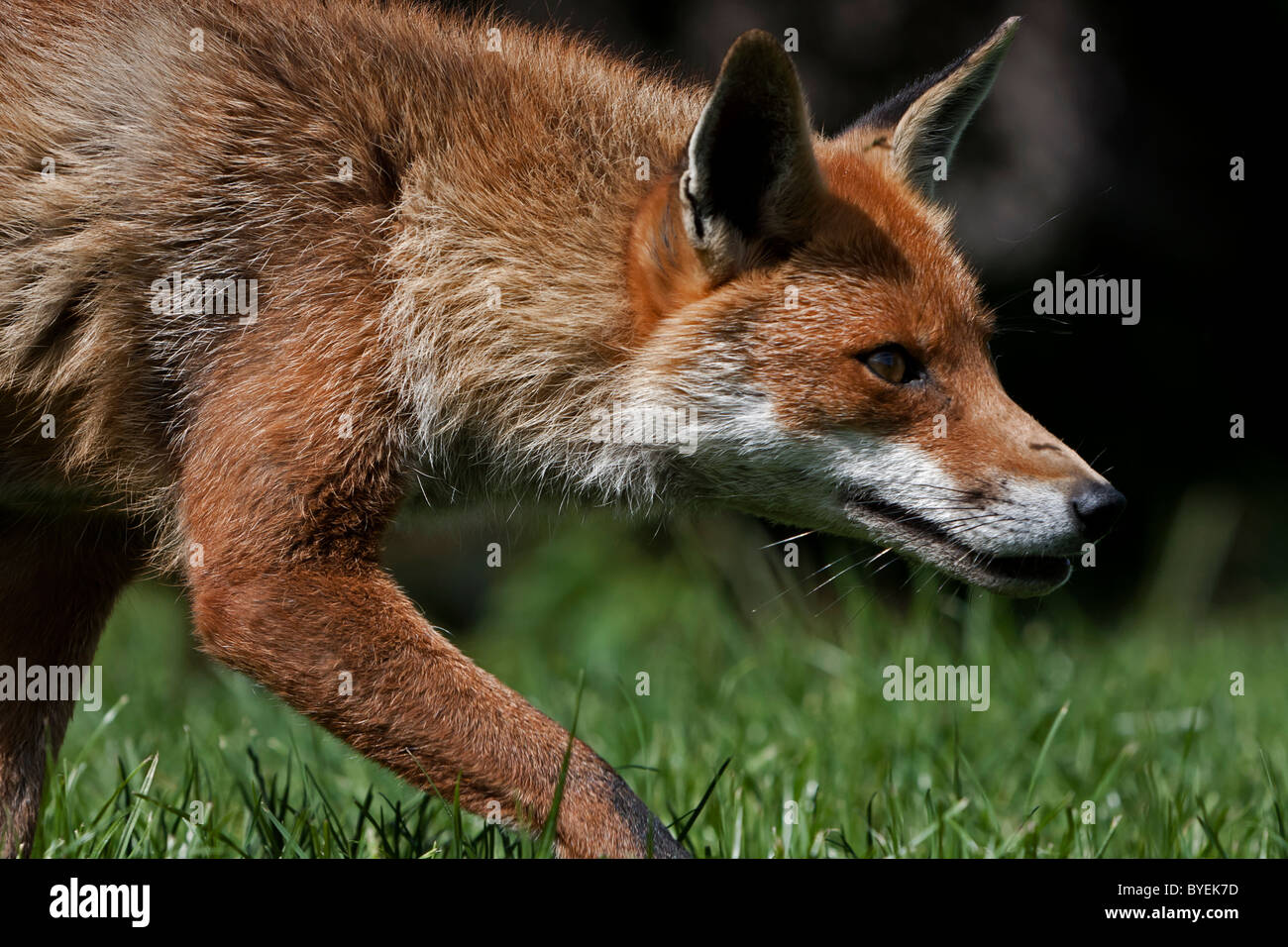 Red Fox cub creaping alla sua preda Foto Stock