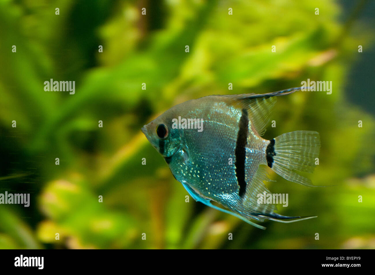 Close-up di un laghetto di acqua dolce Angelfish Foto Stock