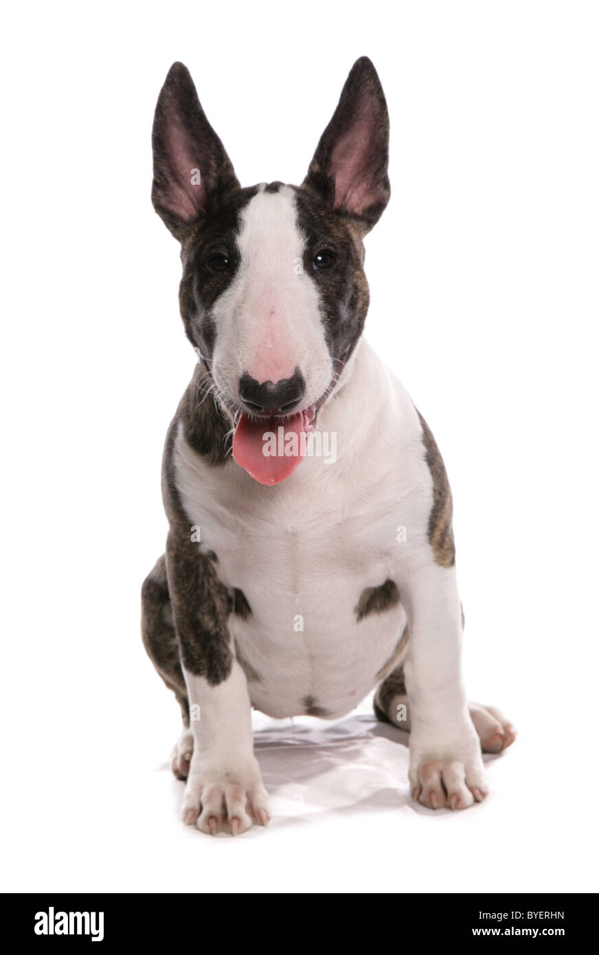 Bull terrier cucciolo seduta studio Foto Stock