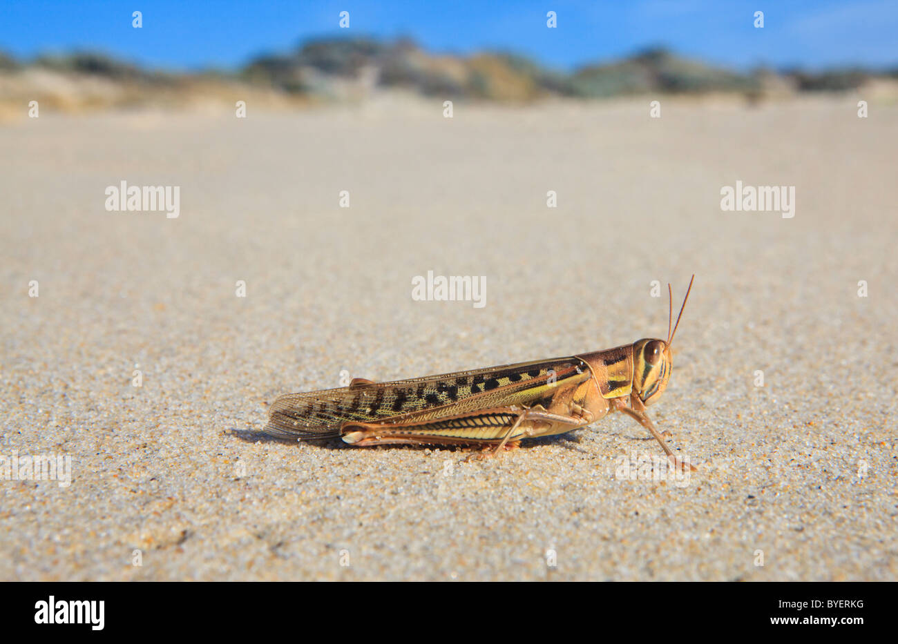 Sperone-throated locust (Austracris guttulosa) sulla spiaggia. Australia occidentale Foto Stock