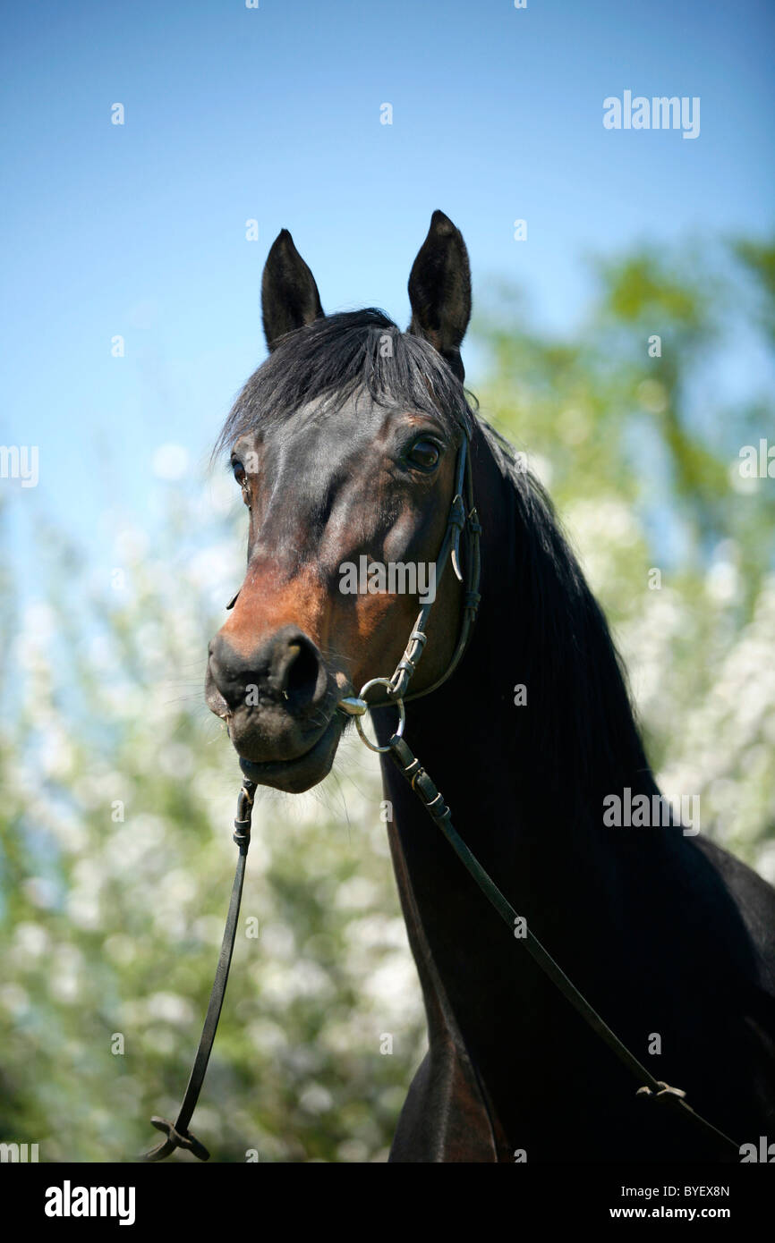 Pferd im Ritratto / cavallo ritratto Foto Stock