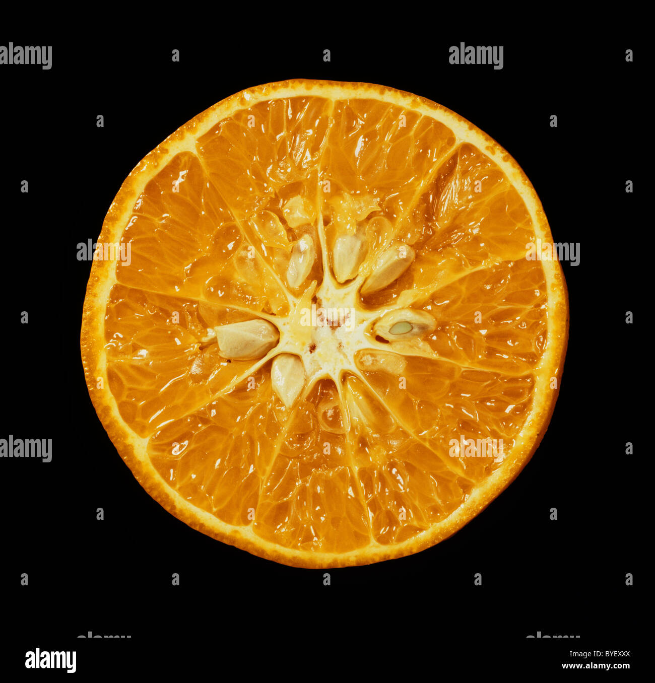 Tagliare la sezione di un mandarino varietà di frutto Ellendale Foto Stock