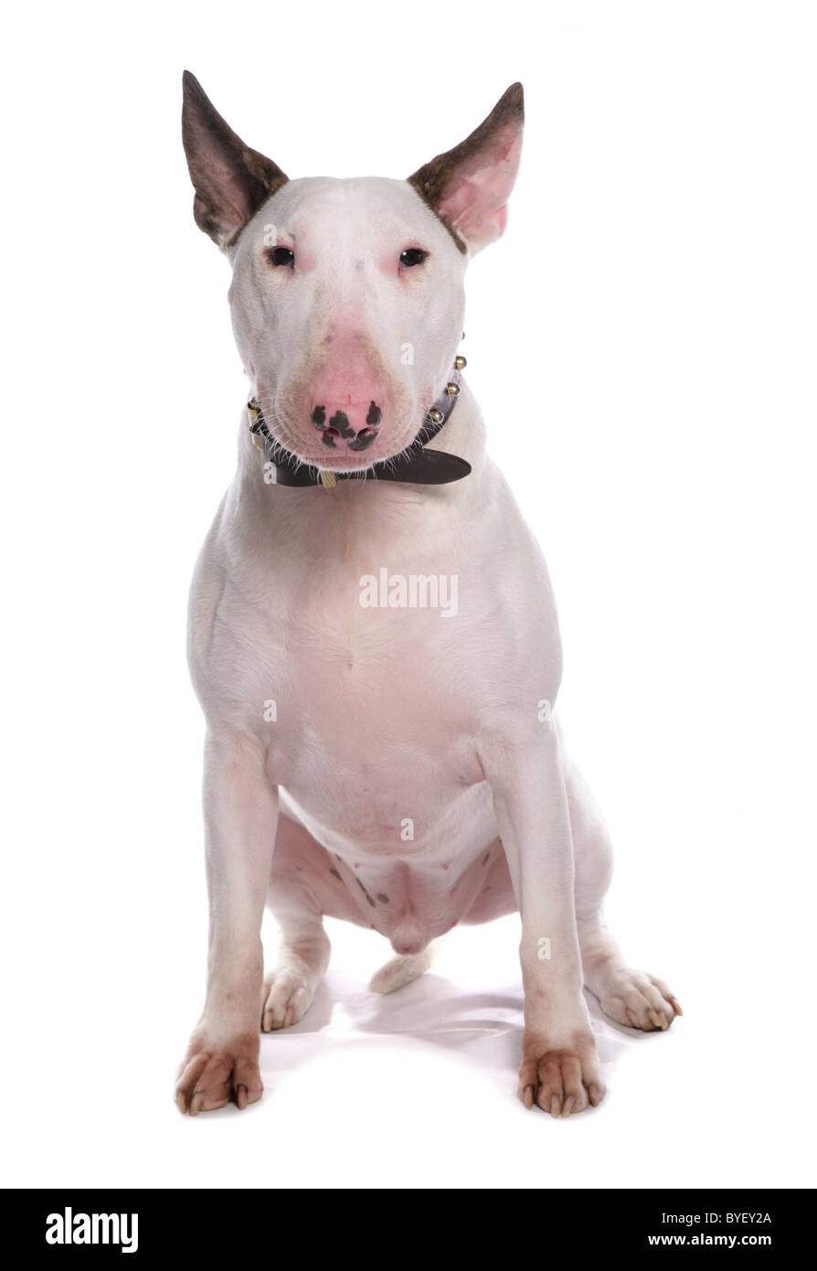 Bull terrier dog sitter studio Foto Stock