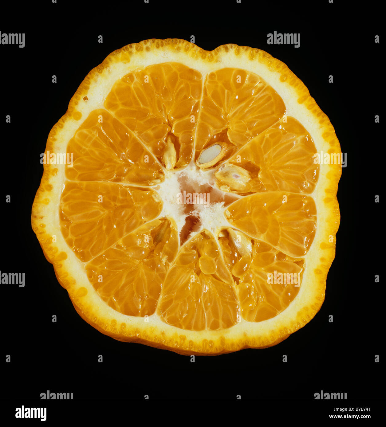 Tagliare la sezione di un mandarino varietà di frutto Malaquinas Foto Stock