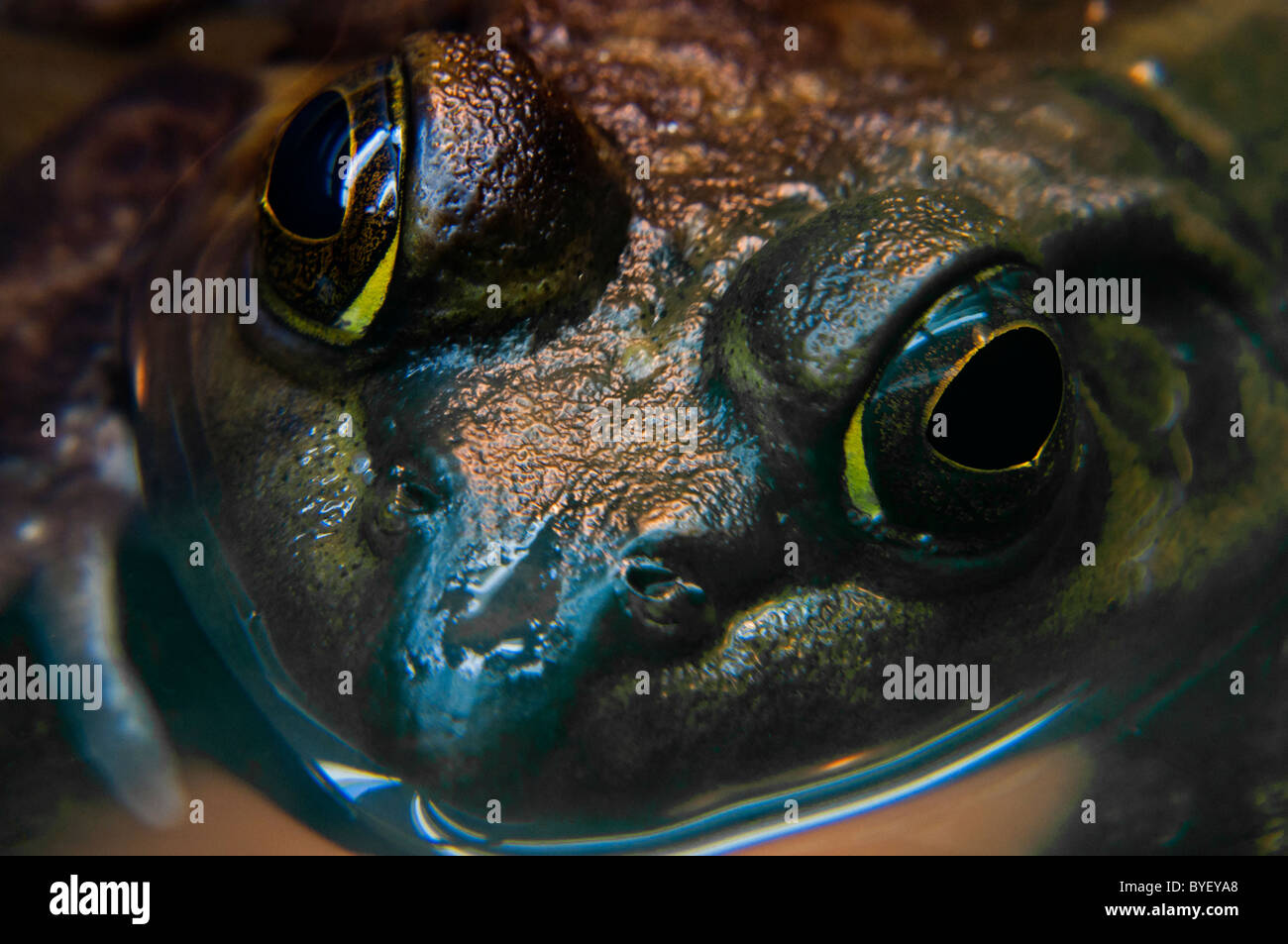 Close-up di un semi-sommersa American Bullfrog. Foto Stock