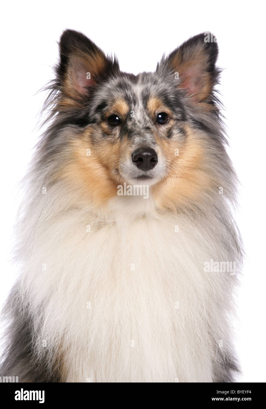 Shetland sheepdog ritratto studio Foto Stock