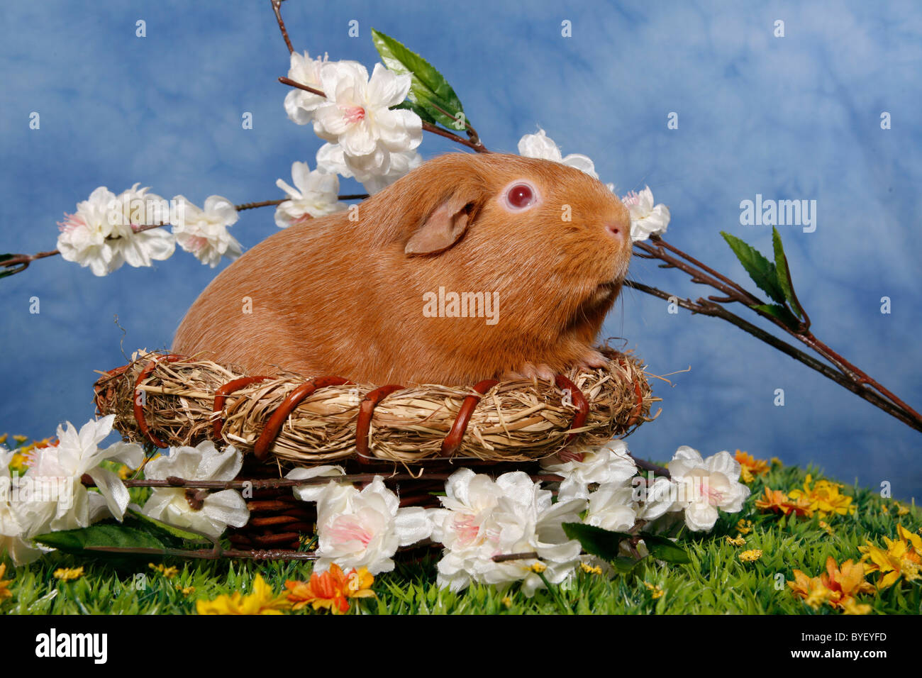 Meerschweinchen / cavia Foto Stock