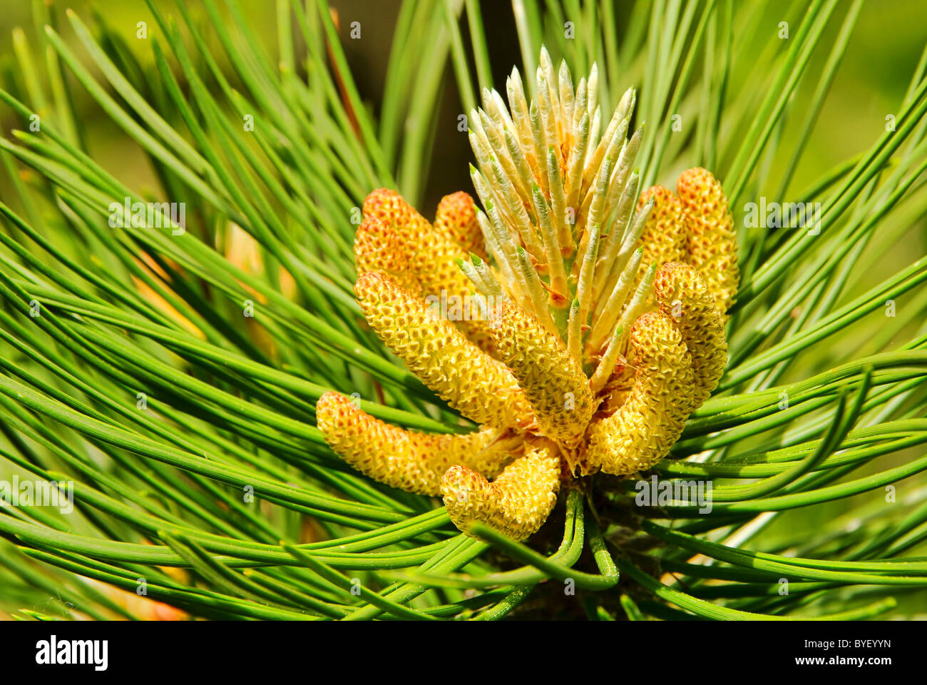 Kieferzweig - ramoscello di pino 07 Foto Stock