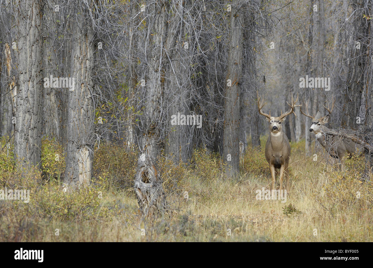Majestic Mule Deer bucks nella magica di vecchia foresta di crescita. Foto Stock