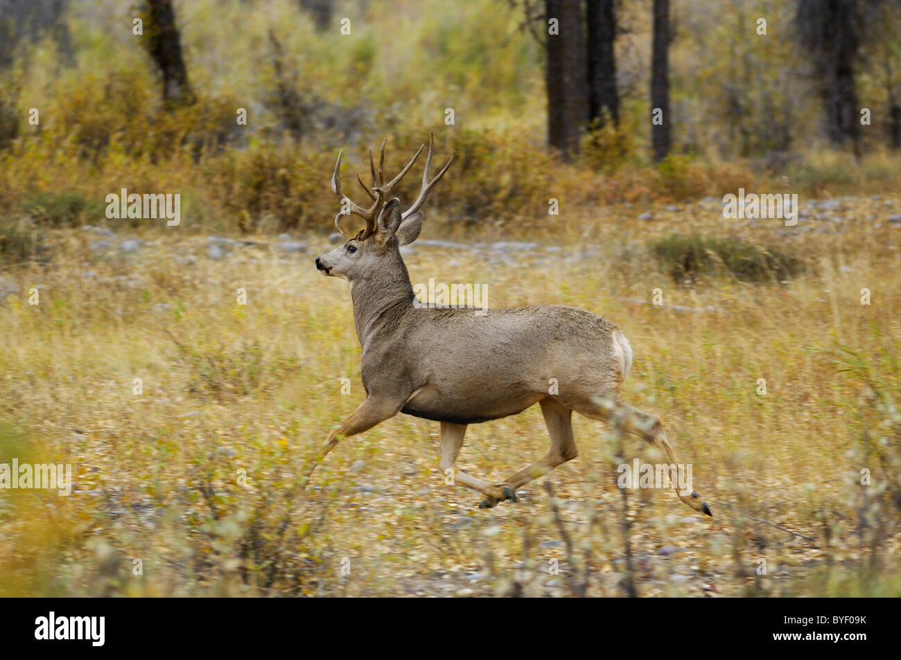 Mule Deer in esecuzione attraverso la foresta. Foto Stock