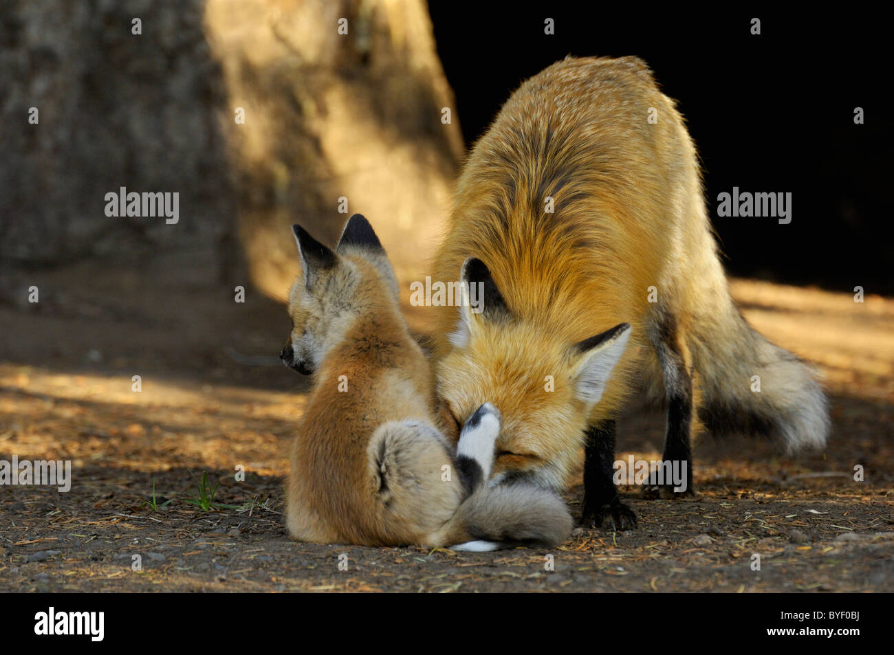 Madre fox toelettatura del suo bambino. Foto Stock
