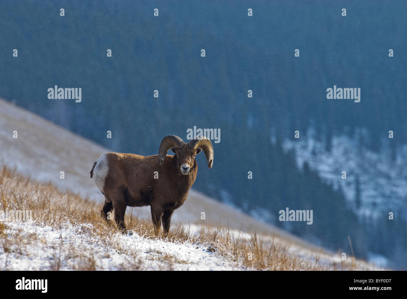 Un Bighorn pecore al pascolo sul lato di una collina Foto Stock