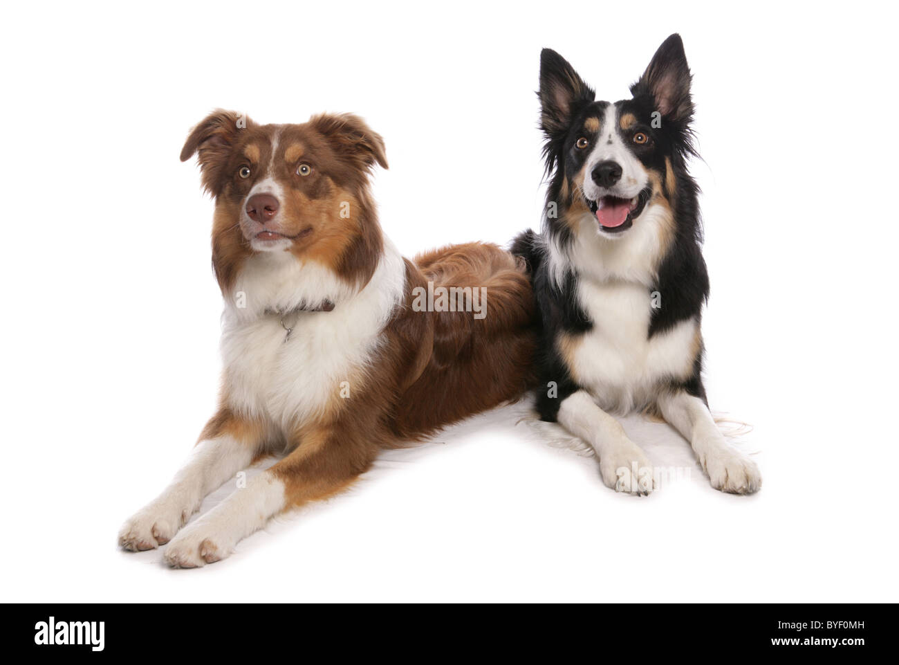 Due tri border collies recante studio Foto Stock