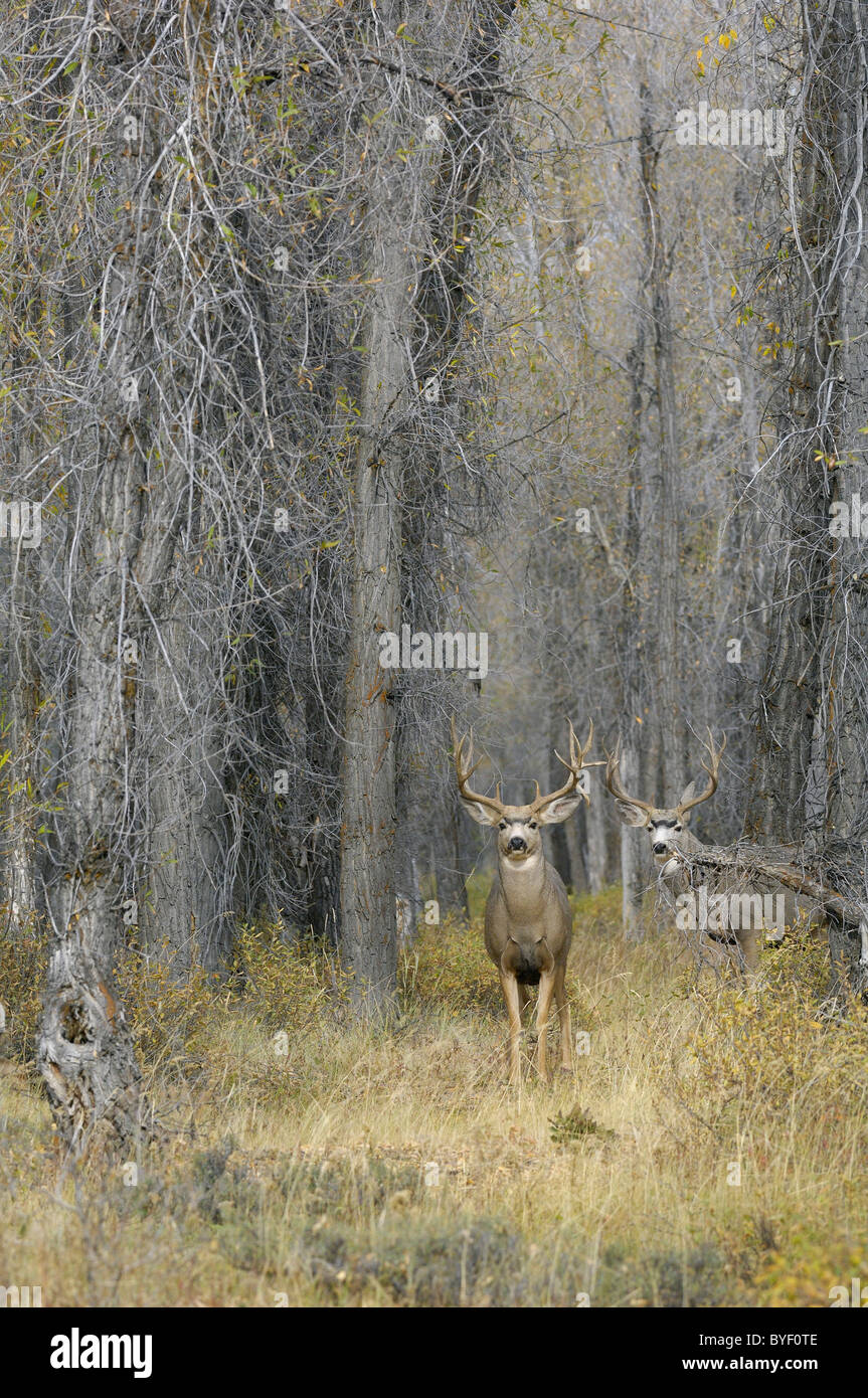 Majestic Mule Deer bucks nella magica di vecchia foresta di crescita. Foto Stock