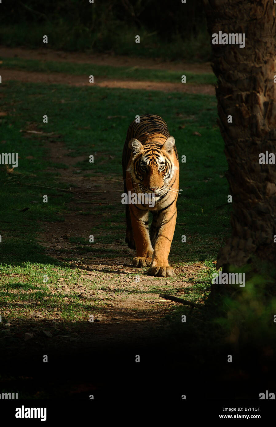 2-year-old femmina di tigre del Bengala camminando con testa in pezzata luce su una mattina d'estate in Ranthambhore Riserva della Tigre, India Foto Stock